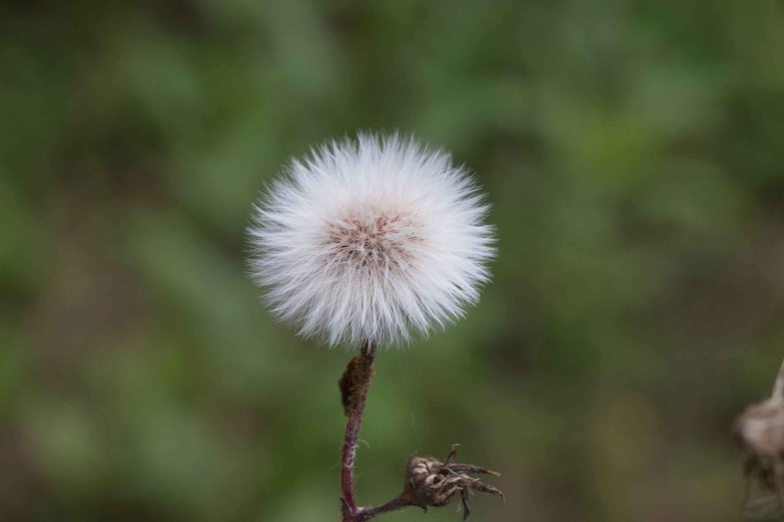 SpringMVC 执行过程分析